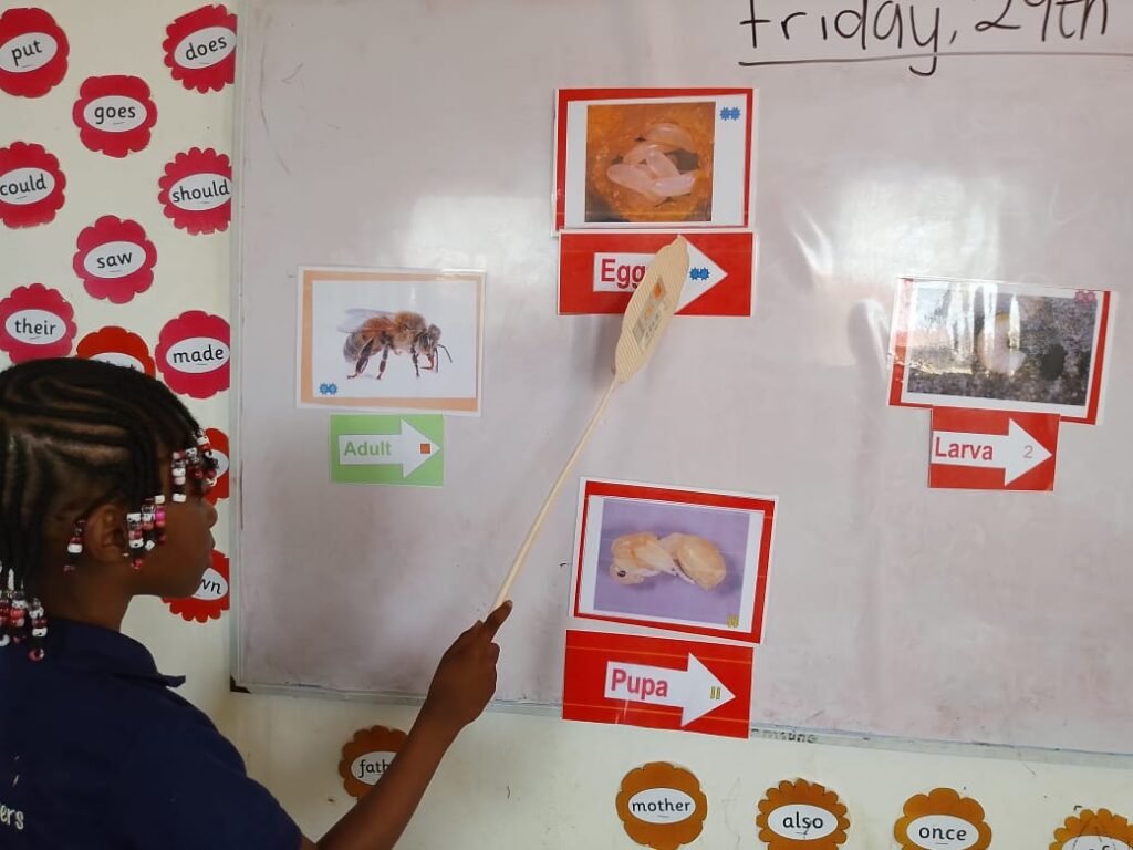 Pupil pointing to the bee life cycle chart on the classroom whiteboard